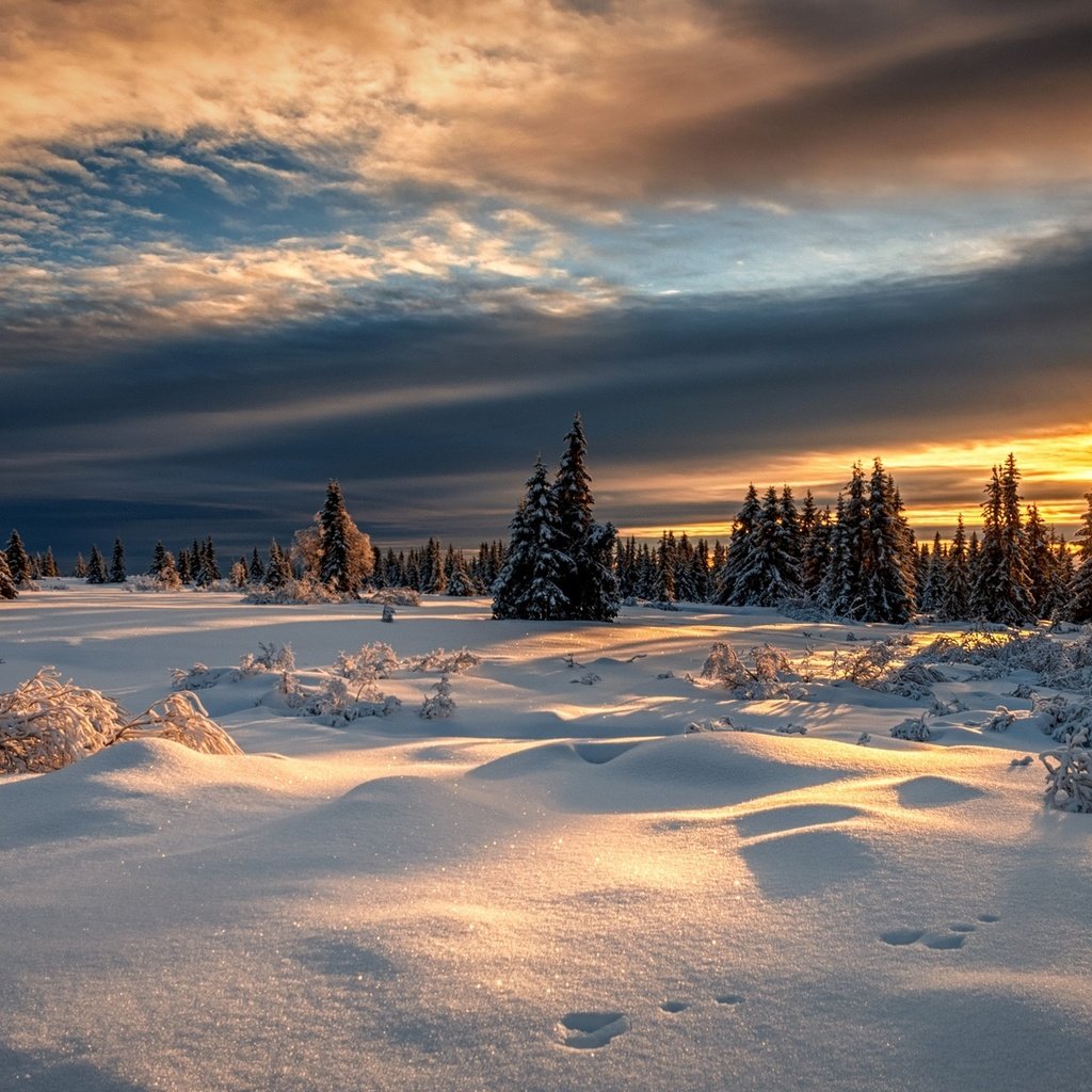 Обои снег, лес, закат, зима, норвегия, норвегии, лиллехаммер, snow, forest, sunset, winter, norway, lillehammer разрешение 2000x1125 Загрузить