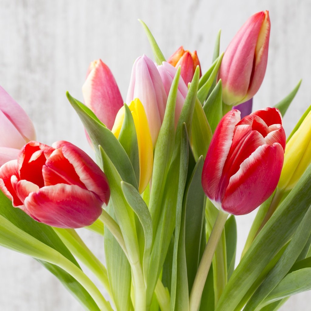 Обои цветы, букет, тюльпаны, дерева, красива, тульпаны,  цветы, парное, красочная, flowers, bouquet, tulips, wood, beautiful, fresh, colorful разрешение 4488x2454 Загрузить