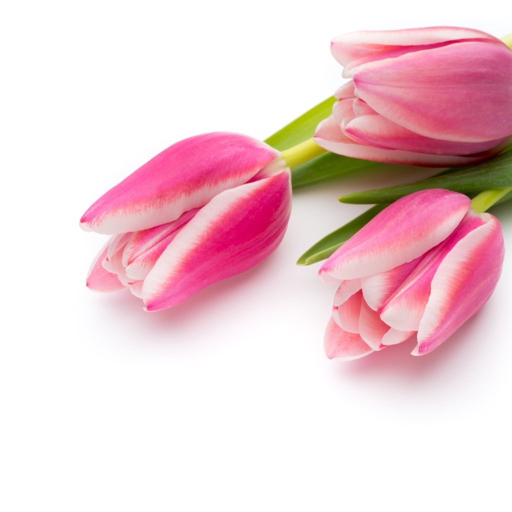Обои цветы, букет, тюльпаны, розовые, красива, тульпаны,  цветы, парное, пинк, flowers, bouquet, tulips, pink, beautiful, fresh разрешение 4683x3122 Загрузить