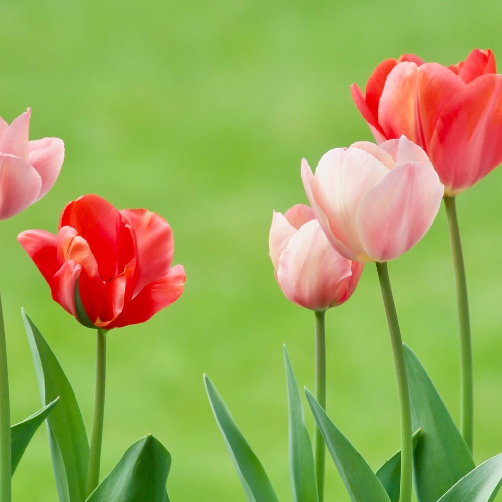 Обои цветы, бутоны, фон, тюльпаны, flowers, buds, background, tulips разрешение 2400x1122 Загрузить