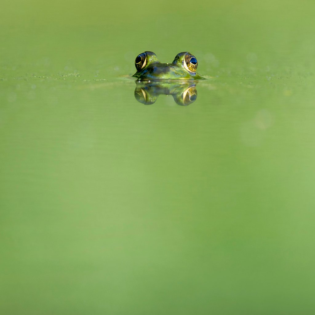 Обои глаза, вода, отражение, животные, лягушка, земноводные, ray hennessy, eyes, water, reflection, animals, frog, amphibians разрешение 4052x2696 Загрузить