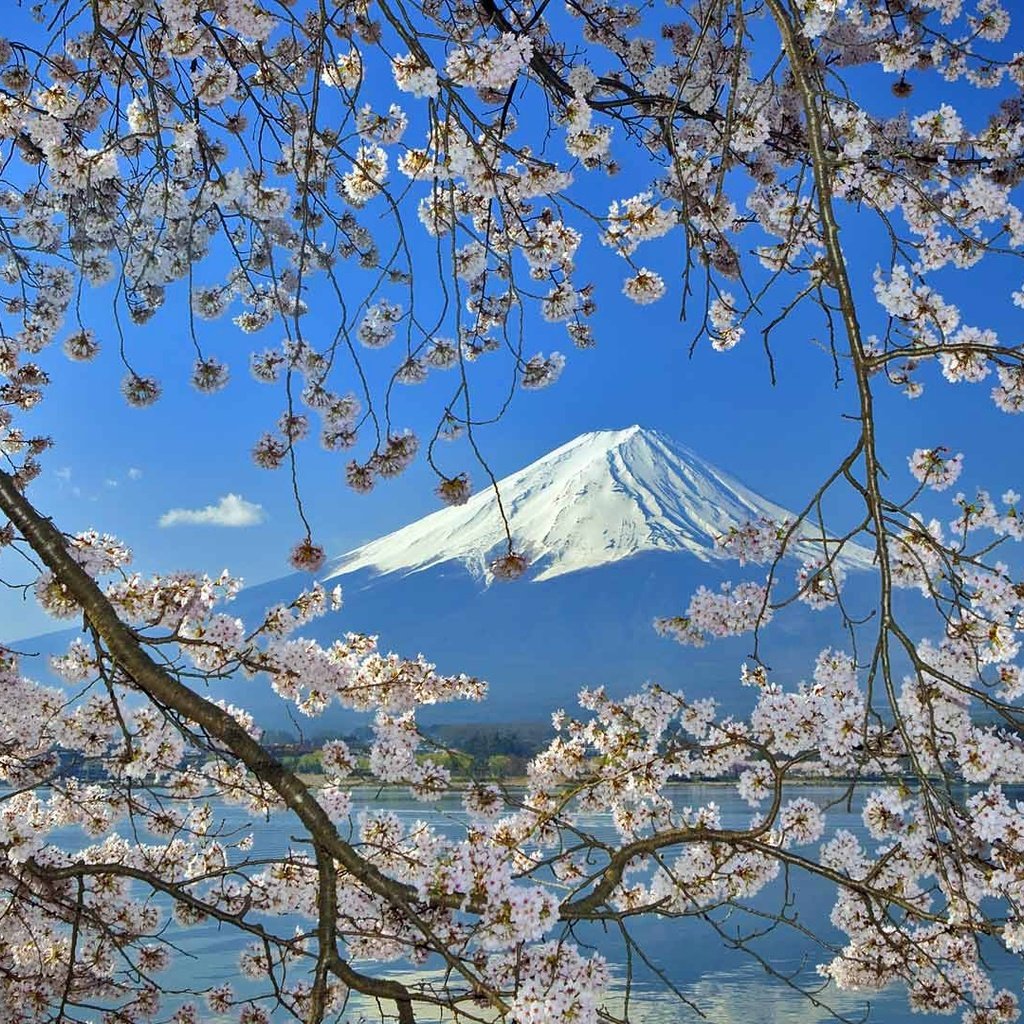 Обои цветение, гора, япония, весна, фудзияма, flowering, mountain, japan, spring, fuji разрешение 1920x1080 Загрузить