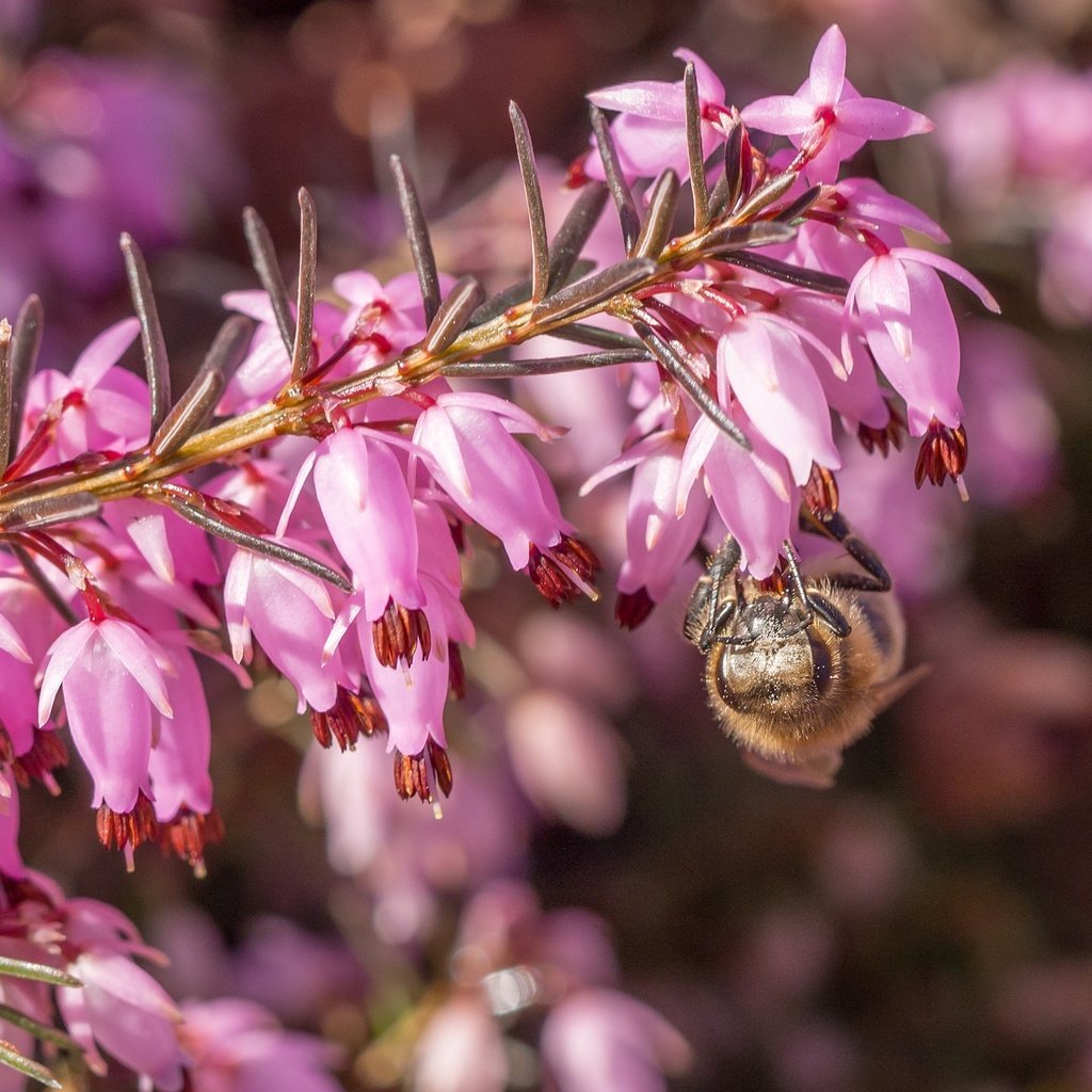 Обои цветы, макро, насекомое, пчела, вереск, flowers, macro, insect, bee, heather разрешение 2048x1378 Загрузить