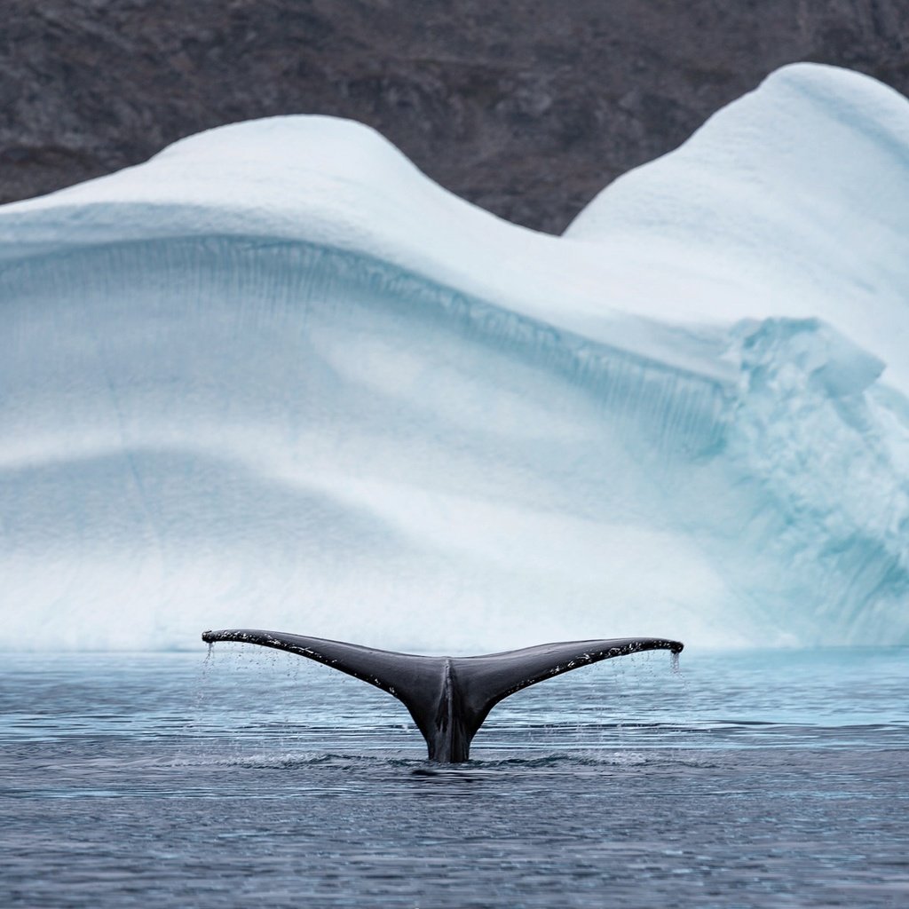 Обои природа, море, животные, лёд, айсберг, хвост, кит, арктика, nature, sea, animals, ice, iceberg, tail, kit, arctic разрешение 2048x1208 Загрузить