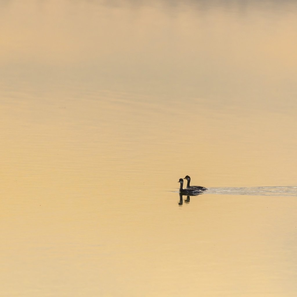 Обои озеро, природа, птицы, утки, lake, nature, birds, duck разрешение 2560x1680 Загрузить