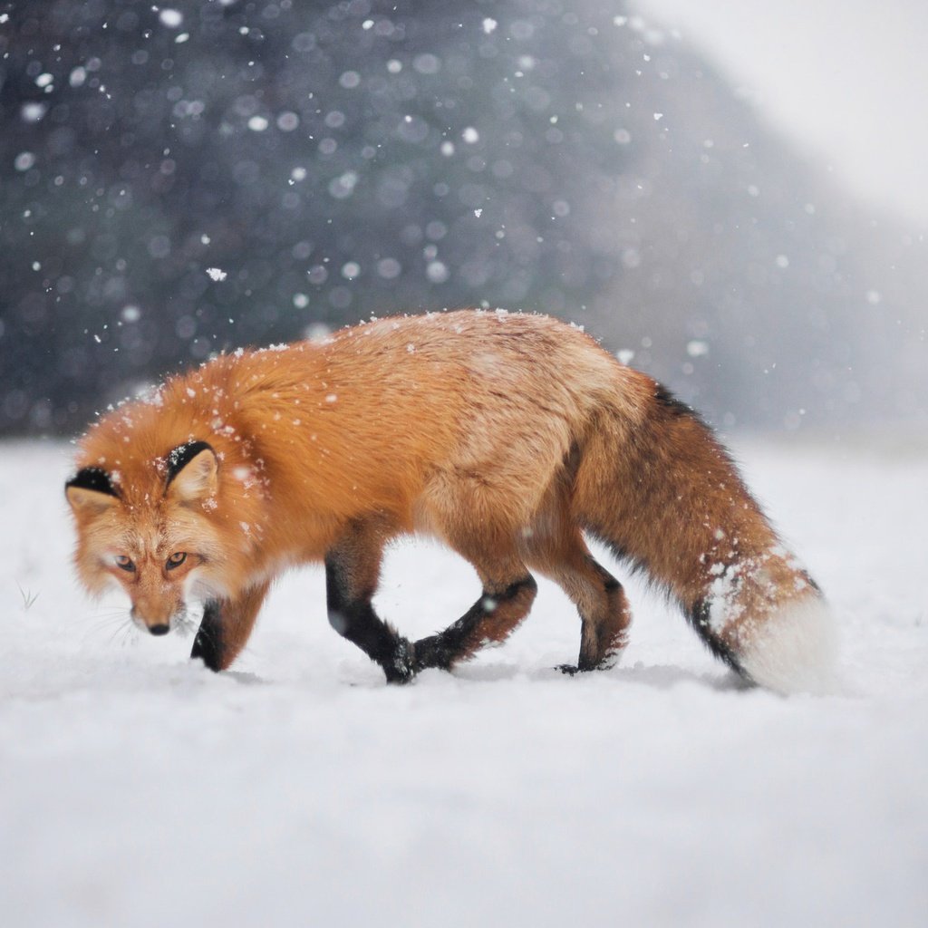 Обои снег, зима, взгляд, лиса, лисица, боке, snow, winter, look, fox, bokeh разрешение 2048x1367 Загрузить