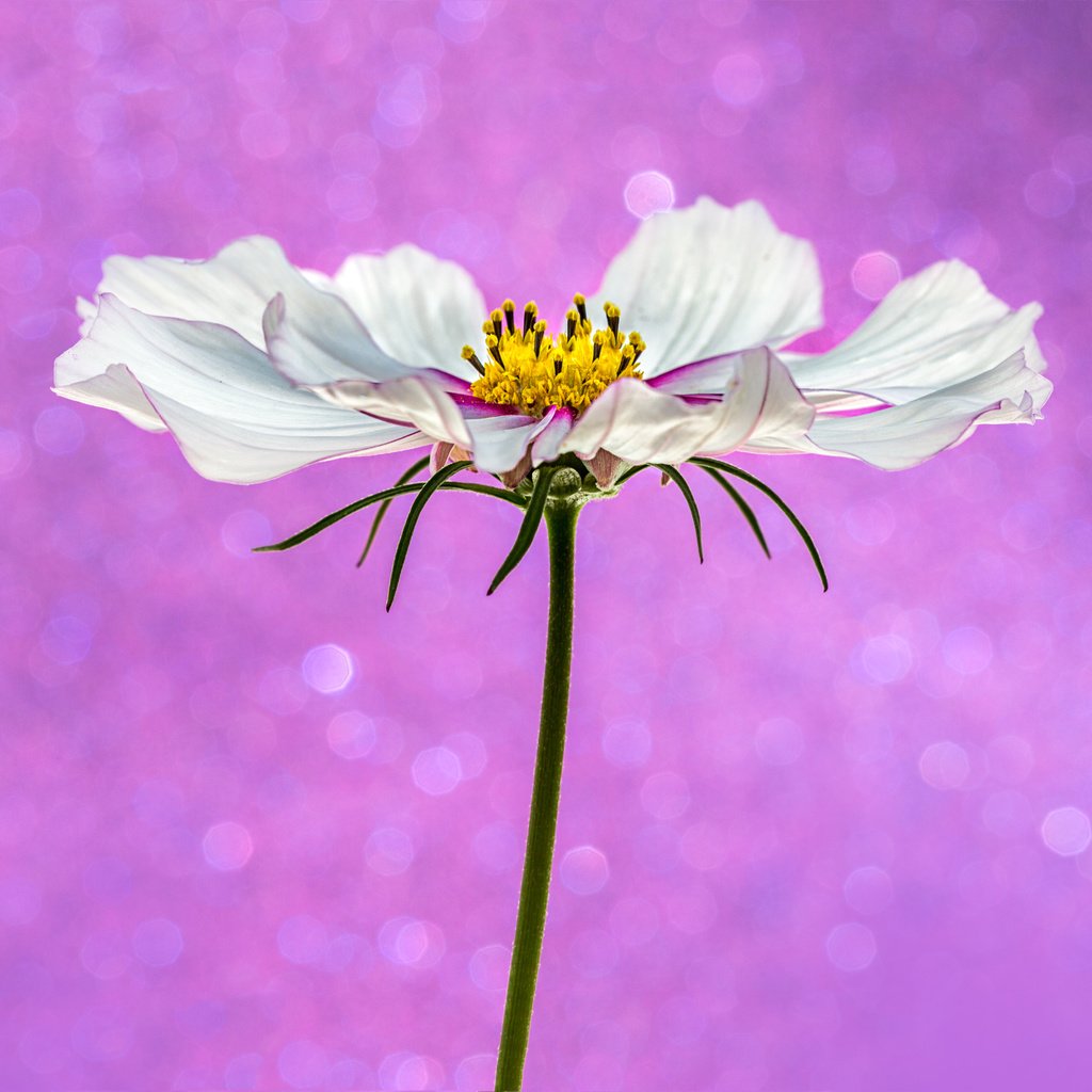 Обои фон, цветок, белый, розовый, боке, космея, sophiaspurgin, background, flower, white, pink, bokeh, kosmeya разрешение 4069x4070 Загрузить