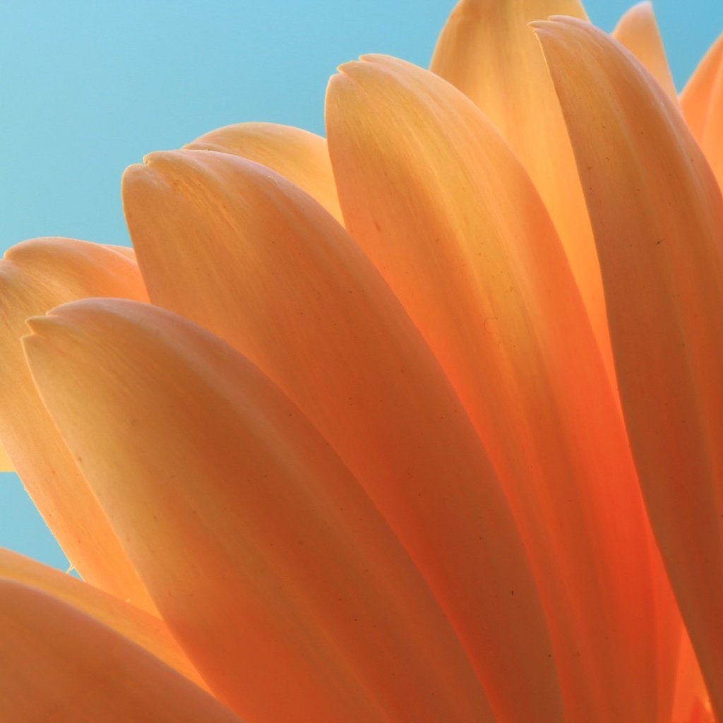 Обои макро, цветок, лепестки, оранжевый, гербера, ali de niese, macro, flower, petals, orange, gerbera разрешение 2048x1365 Загрузить