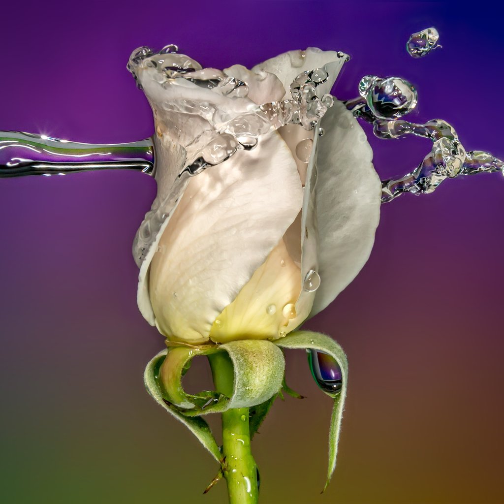 Обои вода, sophiaspurgin, фон, цветок, капли, роза, бутон, всплеск, белая, water, background, flower, drops, rose, bud, splash, white разрешение 3813x2542 Загрузить