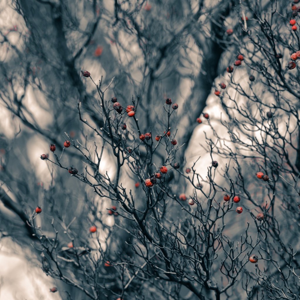 Обои дерево, ветки, осень, ягоды, tree, branches, autumn, berries разрешение 2556x1600 Загрузить