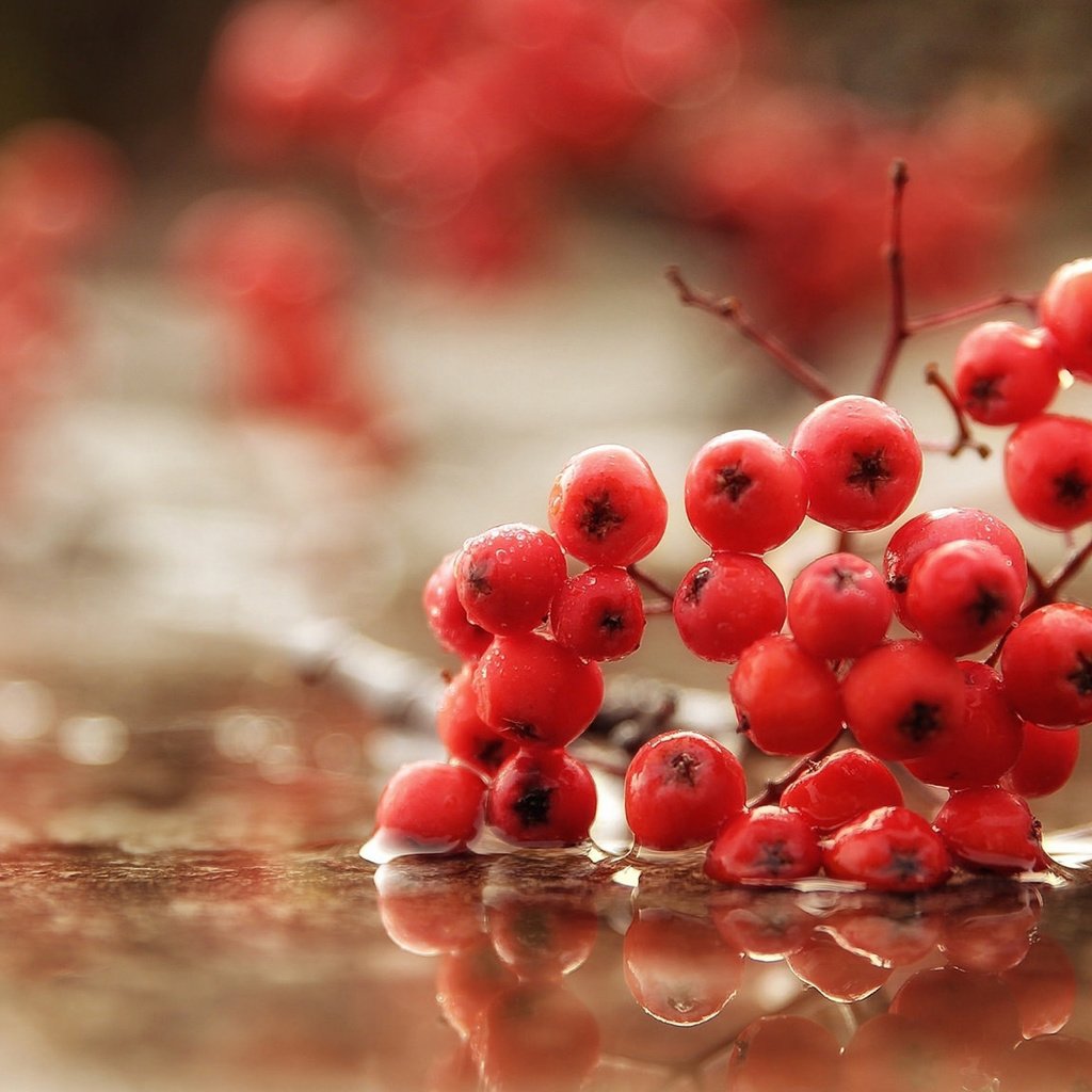 Обои вода, макро, осень, дождь, ягоды, рябина, water, macro, autumn, rain, berries, rowan разрешение 2560x1440 Загрузить