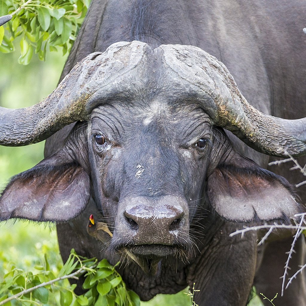 Обои глаза, морда, природа, взгляд, рога, буйвол, eyes, face, nature, look, horns, buffalo разрешение 2048x1463 Загрузить