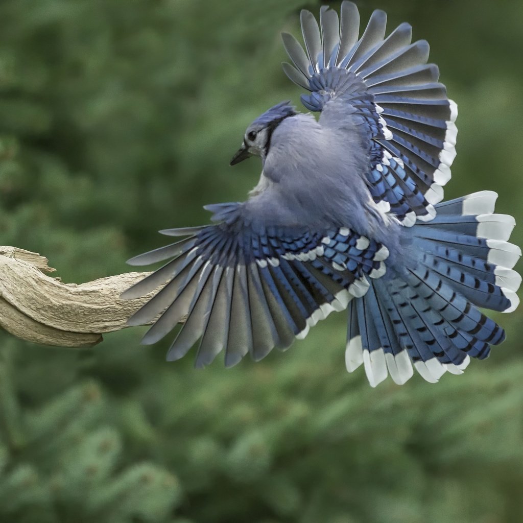 Обои крылья, птица, перья, коряга, хвост, голубая сойка, wings, bird, feathers, snag, tail, blue jay разрешение 2048x1365 Загрузить