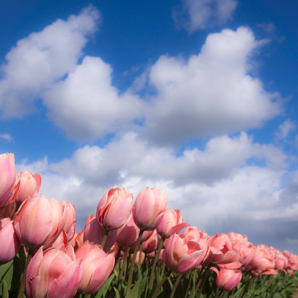 Обои небо, цветы, облака, природа, весна, тюльпаны, the sky, flowers, clouds, nature, spring, tulips разрешение 2048x1218 Загрузить