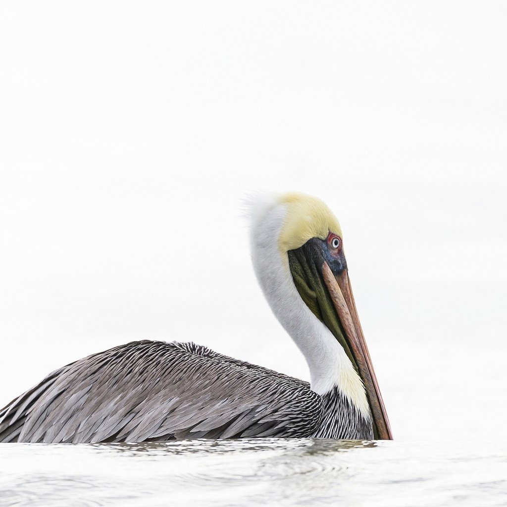 Обои вода, птица, клюв, пеликан, water, bird, beak, pelican разрешение 2048x1281 Загрузить