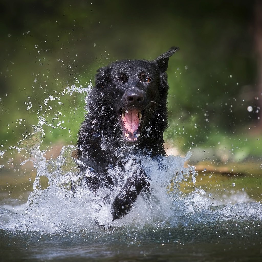 Обои вода, собака, брызги, немецкая овчарка, water, dog, squirt, german shepherd разрешение 2048x1365 Загрузить