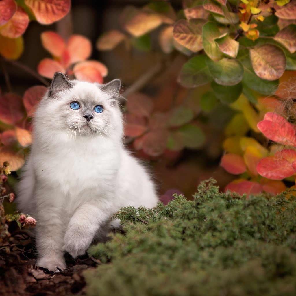 Обои природа, листья, кот, ветки, кошка, осень, животное, рэгдолл, nature, leaves, cat, branches, autumn, animal, ragdoll разрешение 2048x1318 Загрузить