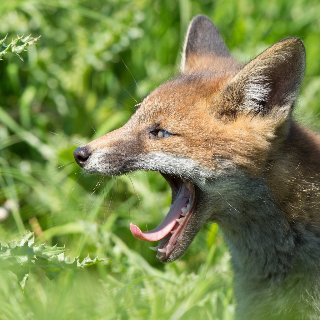 Обои лиса, оскал, лис, зевок, fox, grin, yawn разрешение 2560x1600 Загрузить