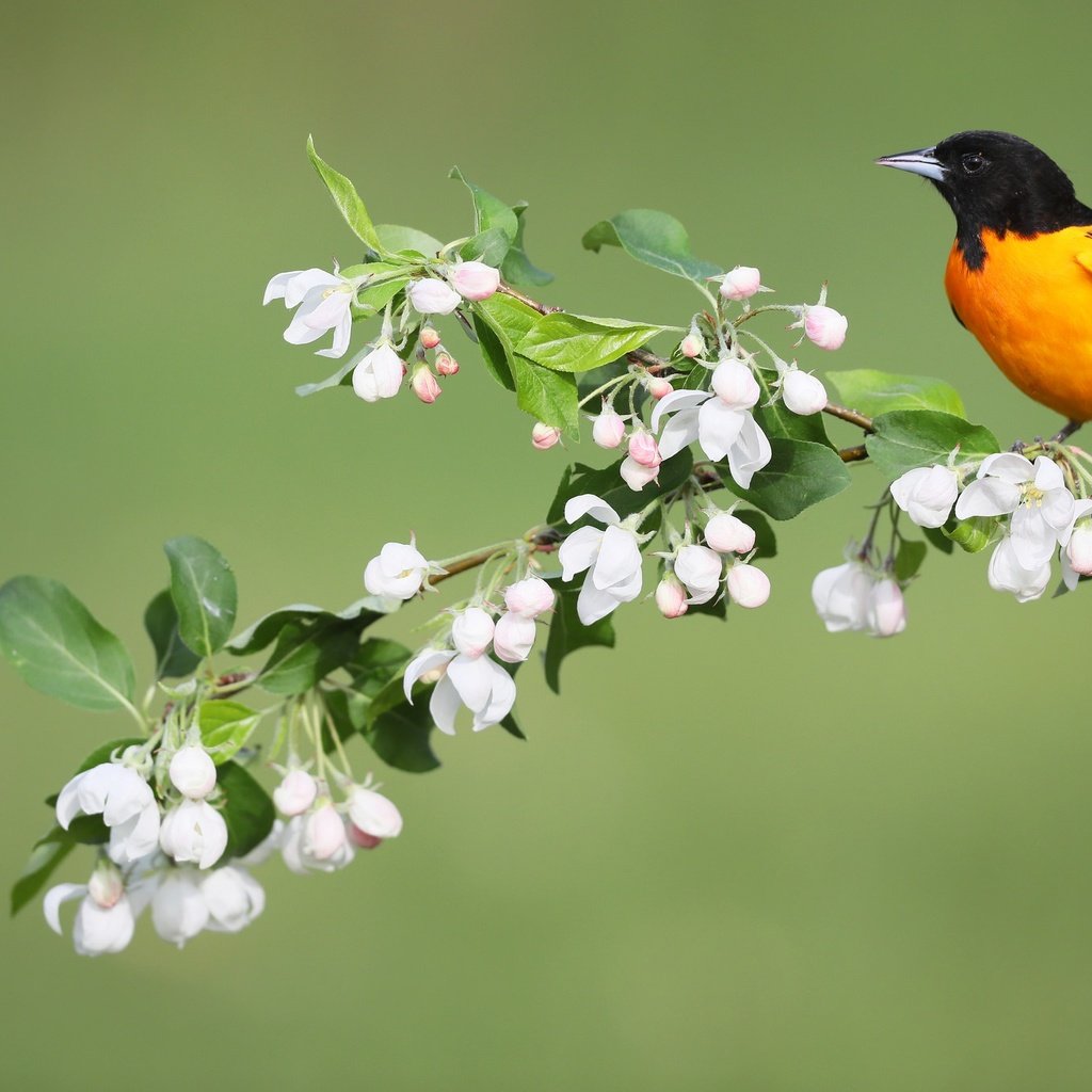 Обои цветы, птица, весна, иволга, балтиморский цветной трупиал, simon théberge, flowers, bird, spring, oriole, baltimore colored troupial разрешение 2048x1365 Загрузить