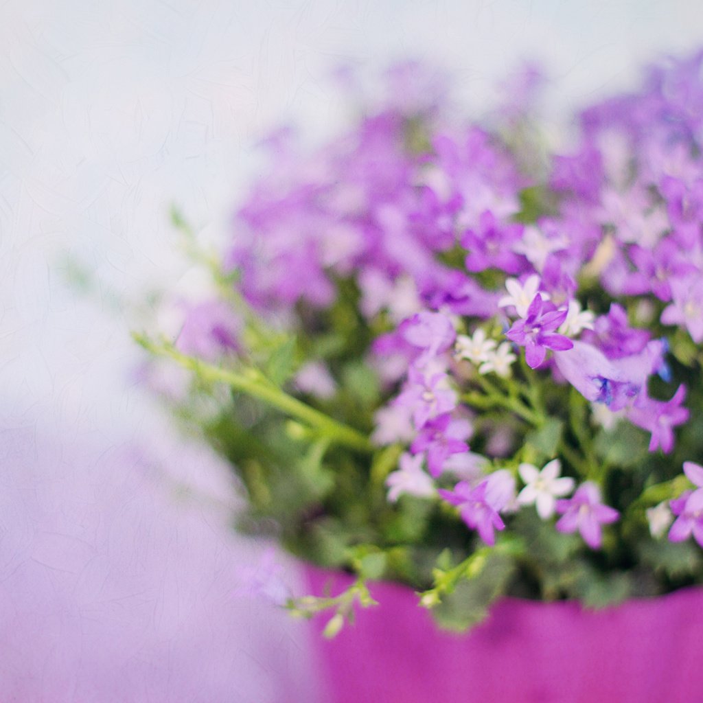 Обои цветы, лепестки, размытость, букет, фиолетовые, сиреневые, flowers, petals, blur, bouquet, purple, lilac разрешение 3840x2400 Загрузить