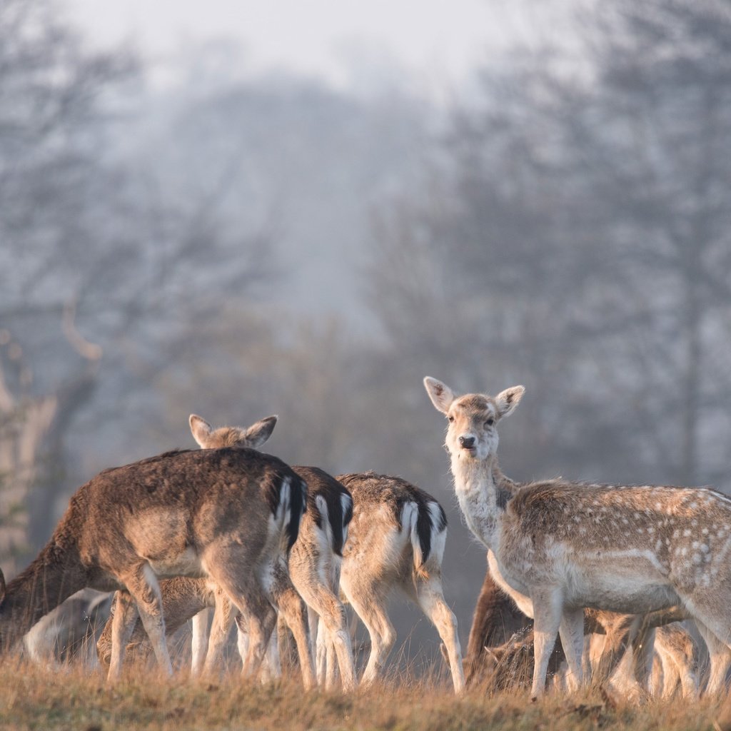 Обои природа, лес, олень, олени, nature, forest, deer разрешение 3840x2564 Загрузить