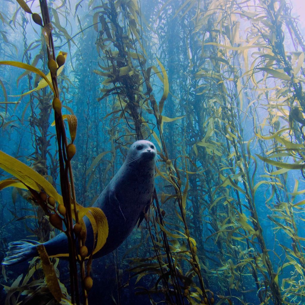 Обои водоросли, тюлень, подводный мир, algae, seal, underwater world разрешение 4608x3456 Загрузить