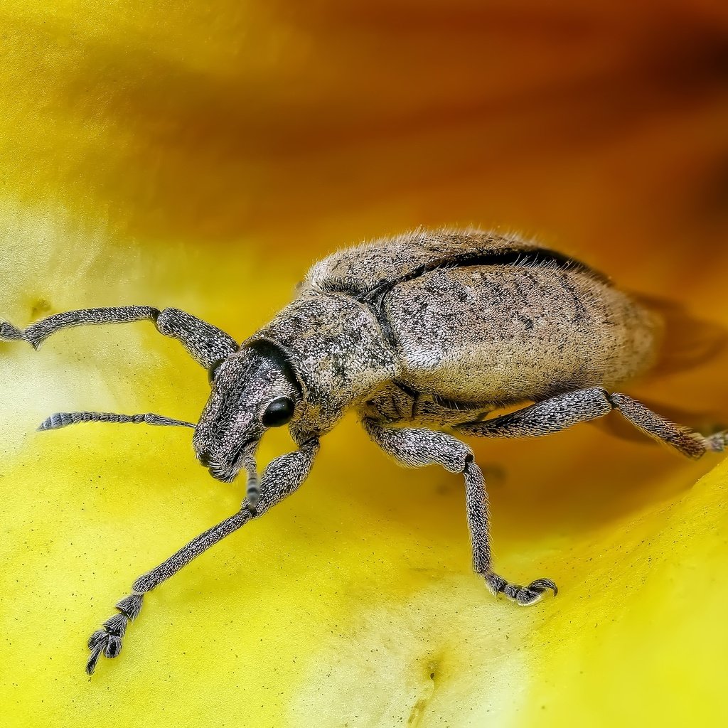 Обои жук, насекомое, крупным планом, долгоносик, beetle, insect, closeup, weevil разрешение 3974x2711 Загрузить