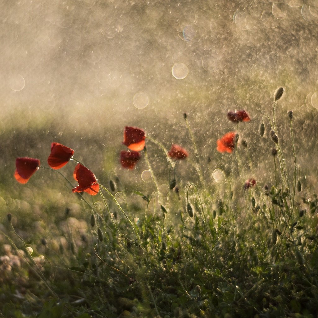 Обои красные, маки, дождь, боке,  цветы, летнее, red, maki, rain, bokeh, flowers, summer разрешение 4998x3332 Загрузить