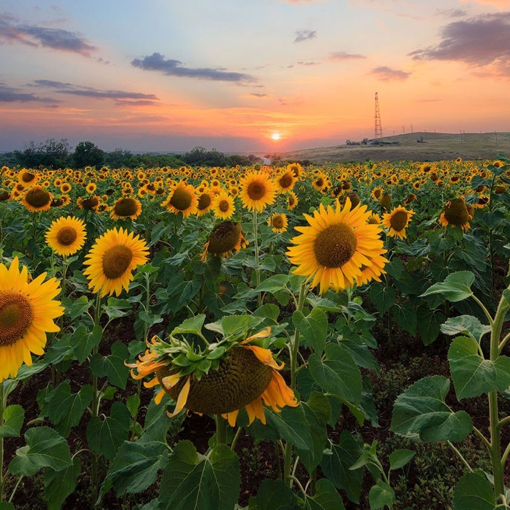 Обои природа, закат, поле, подсолнухи,  цветы, nature, sunset, field, sunflowers, flowers разрешение 2560x1628 Загрузить