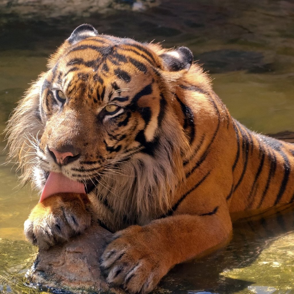 Обои тигр, морда, камни, лапы, лежит, хищник, большая кошка, язык, tiger, face, stones, paws, lies, predator, big cat, language разрешение 1920x1080 Загрузить