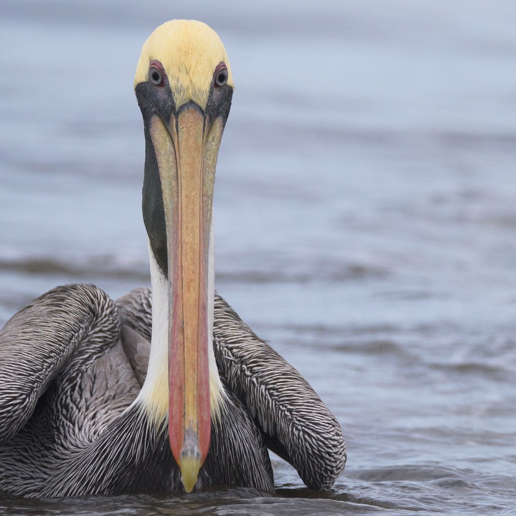 Обои вода, птица, клюв, пеликан, water, bird, beak, pelican разрешение 1920x1282 Загрузить