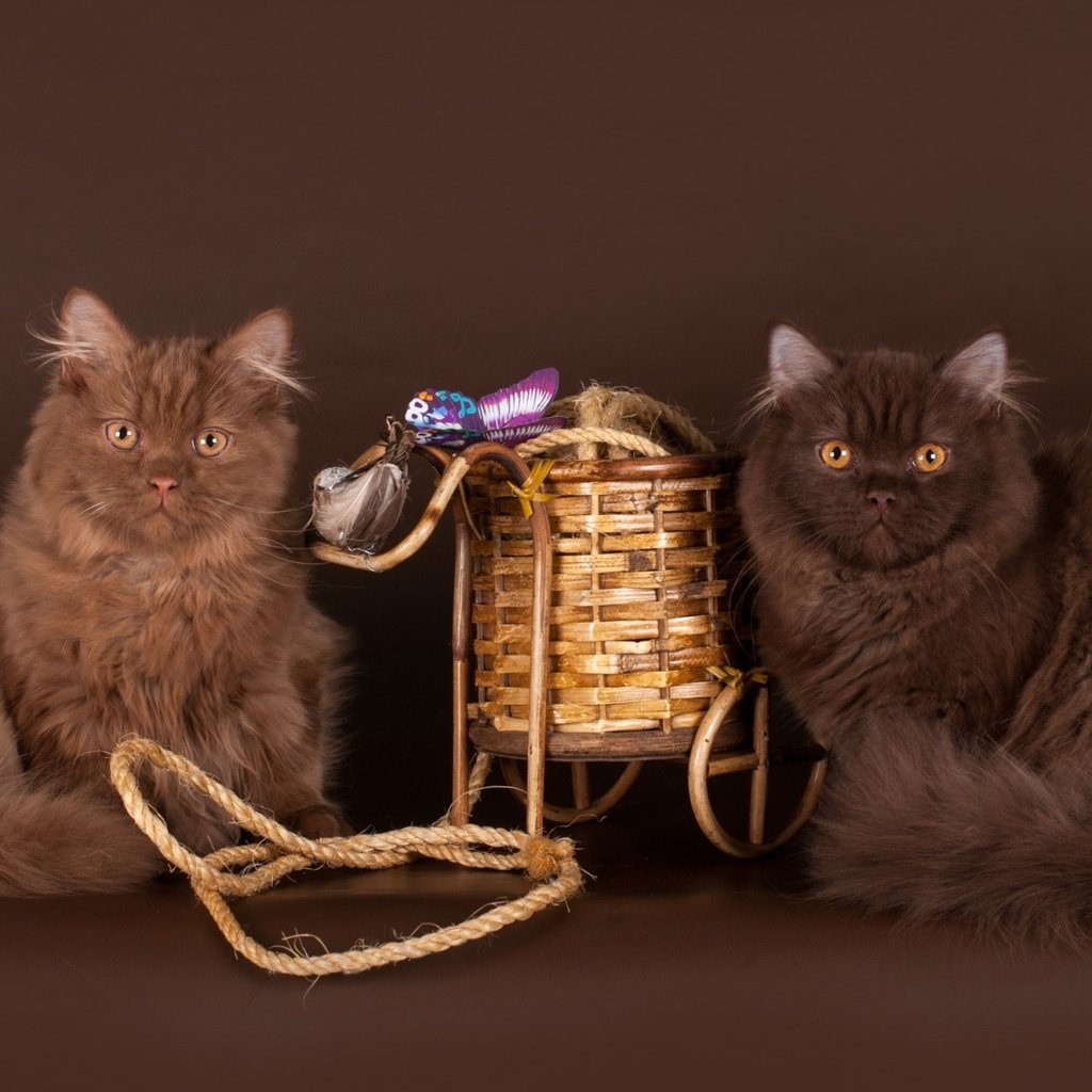 Обои шерсть, коты, пара, кошки, британец, британская длинношёрстная кошка, британская длинношерстная, wool, cats, pair, british, british longhair cat, british longhair разрешение 1920x1200 Загрузить