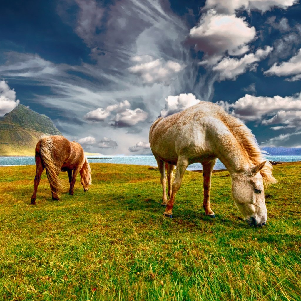 Обои небо, трава, облака, пара, лошади, кони, пастбище, the sky, grass, clouds, pair, horse, horses, pasture разрешение 2000x1333 Загрузить