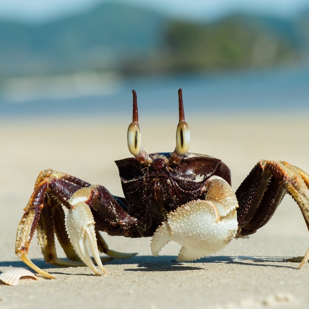 Обои песок, пляж, краб, клешни, sand, beach, crab, claws разрешение 5659x3777 Загрузить