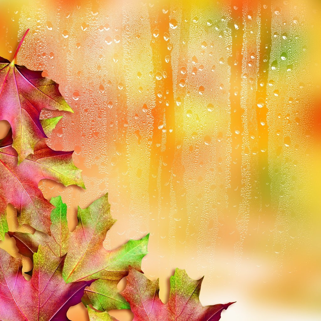 Обои листья, капли, осень, стекло, клен, кленовый лист, leaves, drops, autumn, glass, maple, maple leaf разрешение 2987x2985 Загрузить