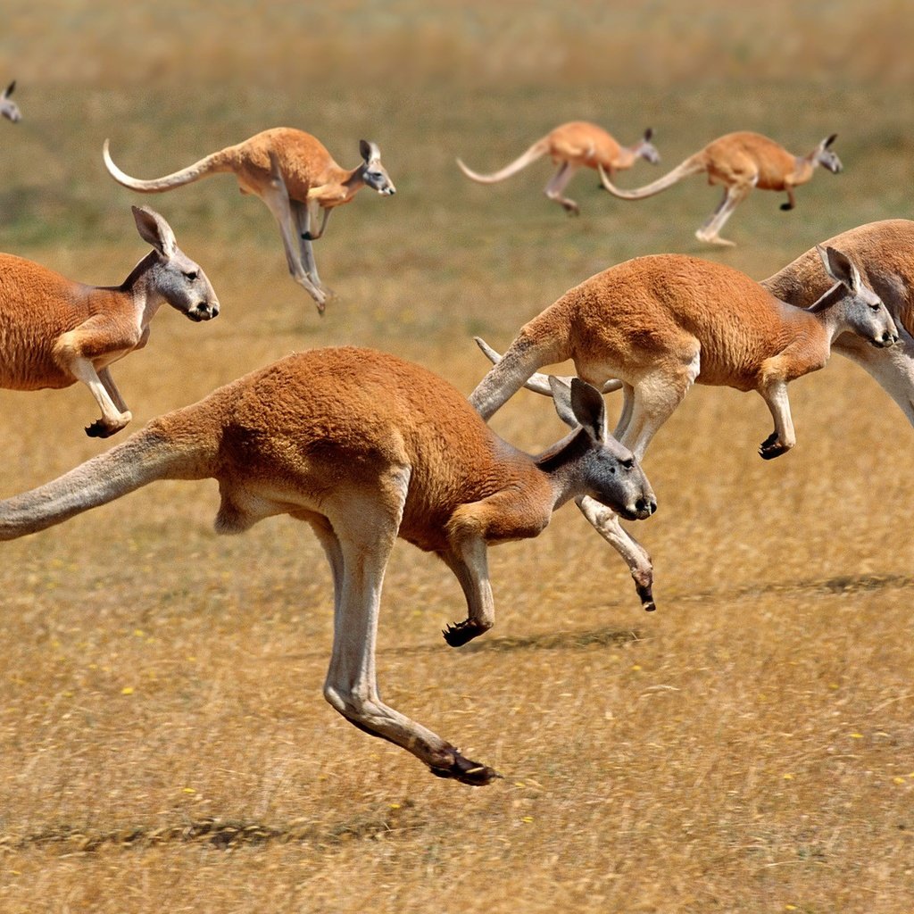 Обои австралия, бег, кенгуру, australia, running, kangaroo разрешение 1920x1200 Загрузить