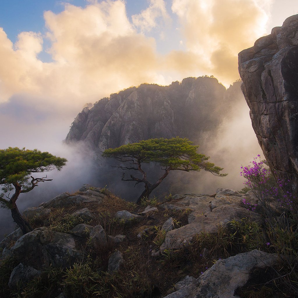 Обои туман, небо, цветы, облака, деревья, горы, скалы, природа, утро, fog, the sky, flowers, clouds, trees, mountains, rocks, nature, morning разрешение 1920x1200 Загрузить