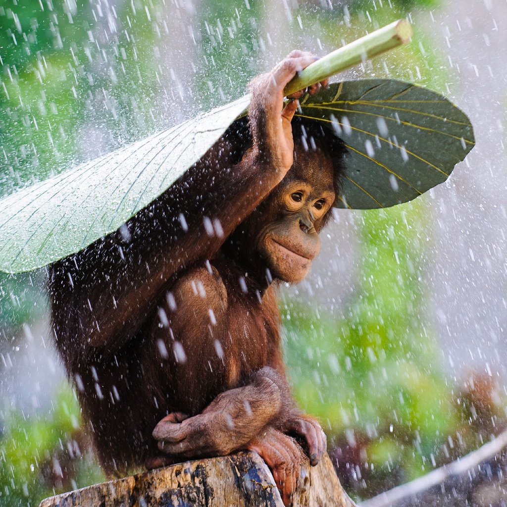 Обои капли, лист, дождь, обезьяна, примат, шимпанзе, drops, sheet, rain, monkey, the primacy of, chimpanzees разрешение 2880x1800 Загрузить
