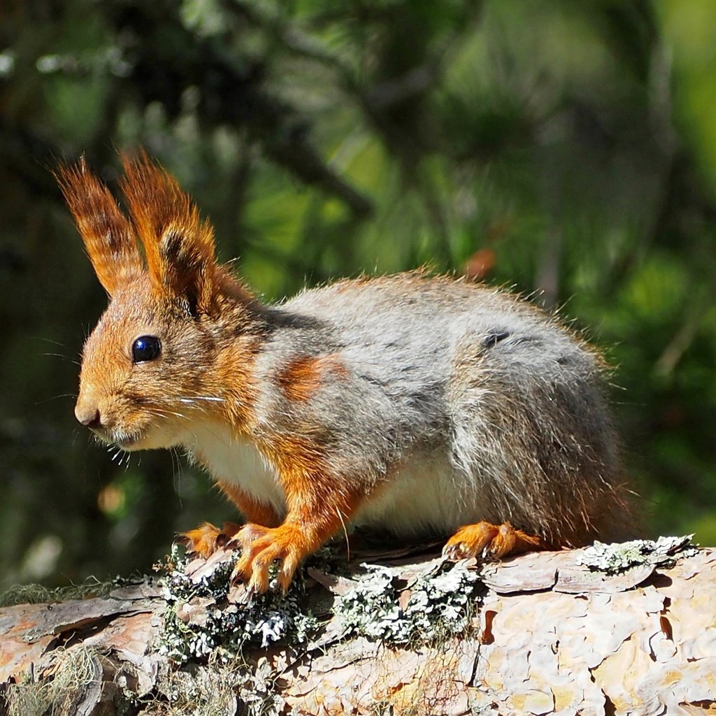 Обои дерево, животное, белка, зверек, белочка, грызун, tree, animal, protein, squirrel, rodent разрешение 4093x2786 Загрузить