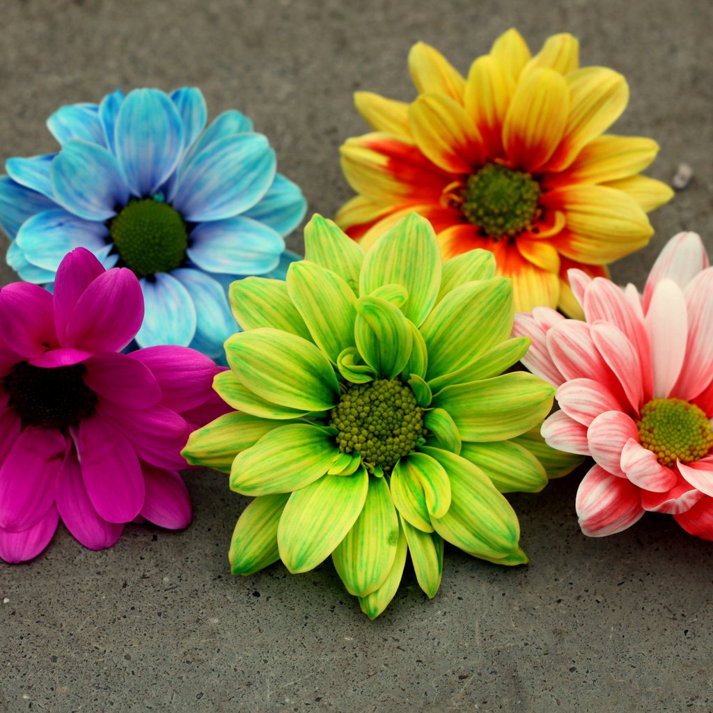 Обои лепестки, разноцветные, герберы,  цветы, petals, colorful, gerbera, flowers разрешение 4200x2800 Загрузить