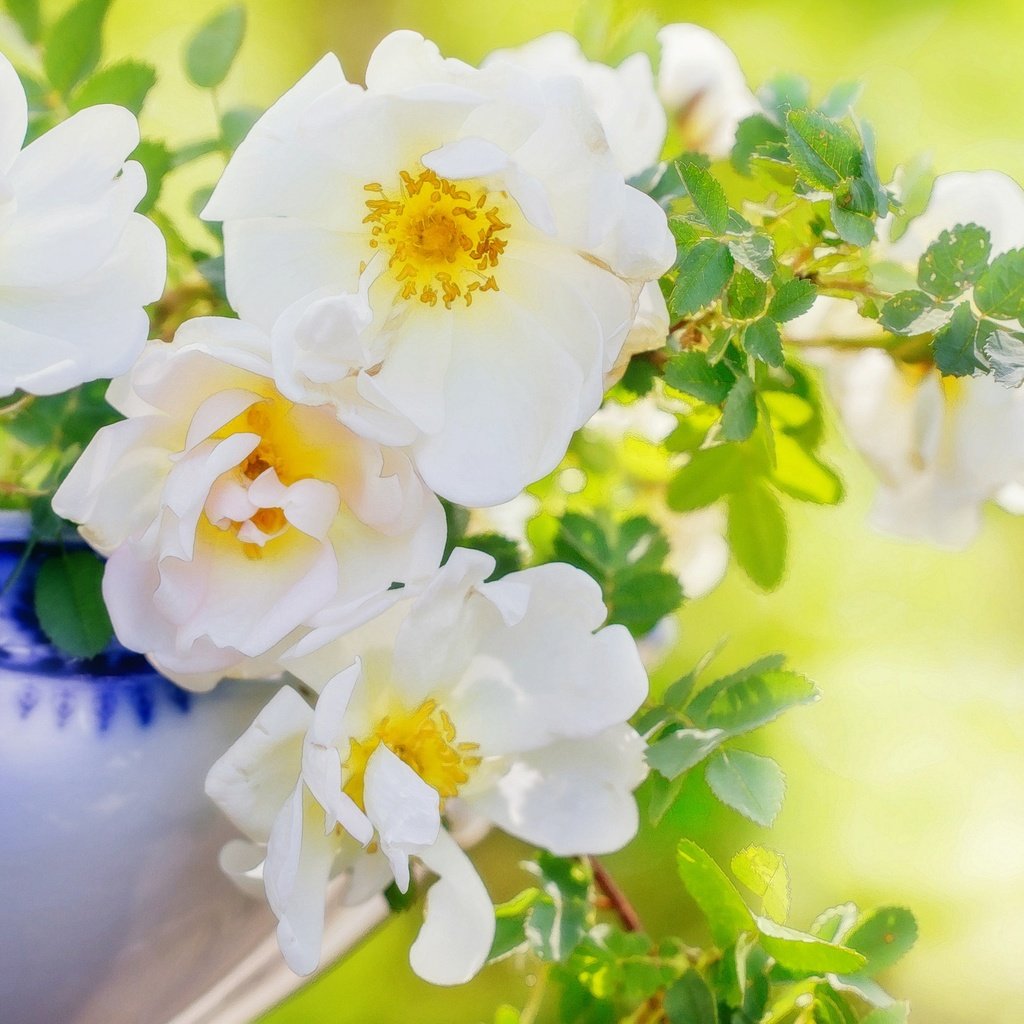 Обои цветы, ветки, лепестки, шиповник, ваза, flowers, branches, petals, briar, vase разрешение 2048x1435 Загрузить