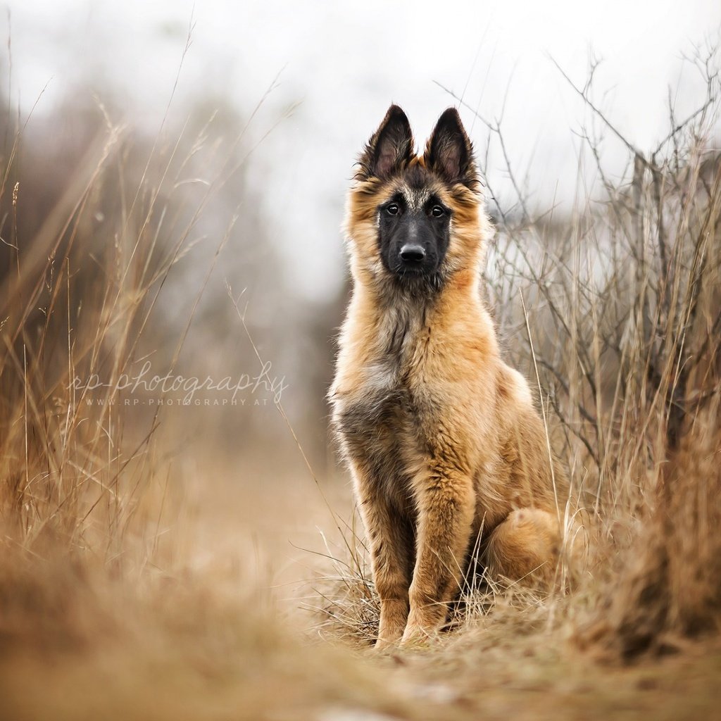 Обои собака, щенок, овчарка, малинуа, бельгийская овчарка, dog, puppy, shepherd, malinois, belgian shepherd разрешение 1920x1200 Загрузить