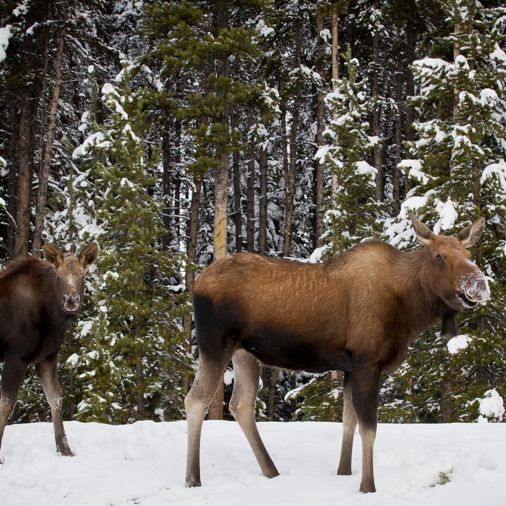 Обои деревья, снег, лес, зима, лось, лоси, trees, snow, forest, winter, moose, elk разрешение 1920x1200 Загрузить