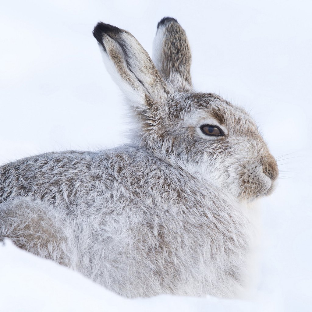 Обои снег, зима, кролик, холодно, заяц, прячется, грызун, snow, winter, rabbit, cold, hare, hiding, rodent разрешение 1920x1200 Загрузить