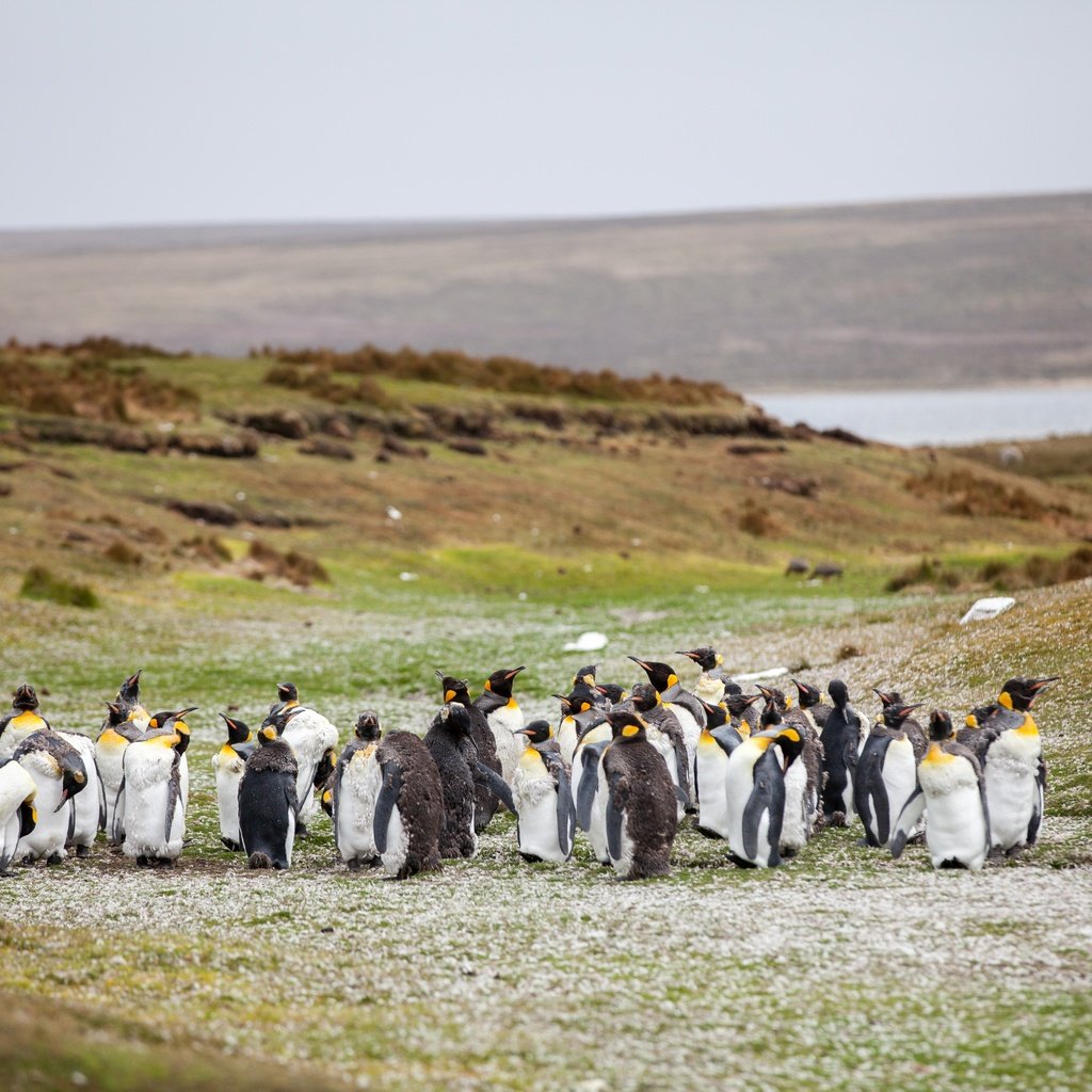 Обои трава, берег, птицы, стая, пингвины, grass, shore, birds, pack, penguins разрешение 5616x3744 Загрузить