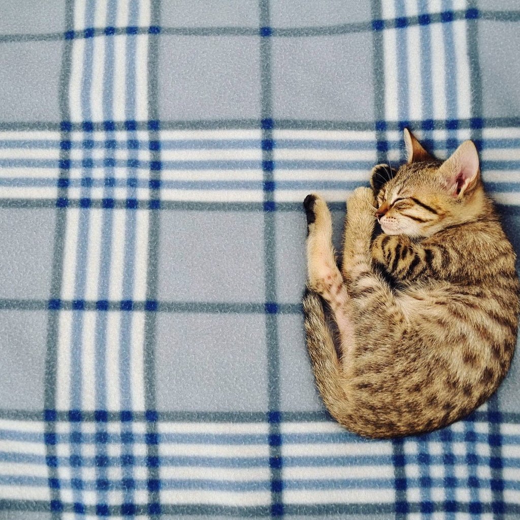 Обои кошка, сон, котенок, дом, уют, cat, sleep, kitty, house, comfort разрешение 2048x1360 Загрузить