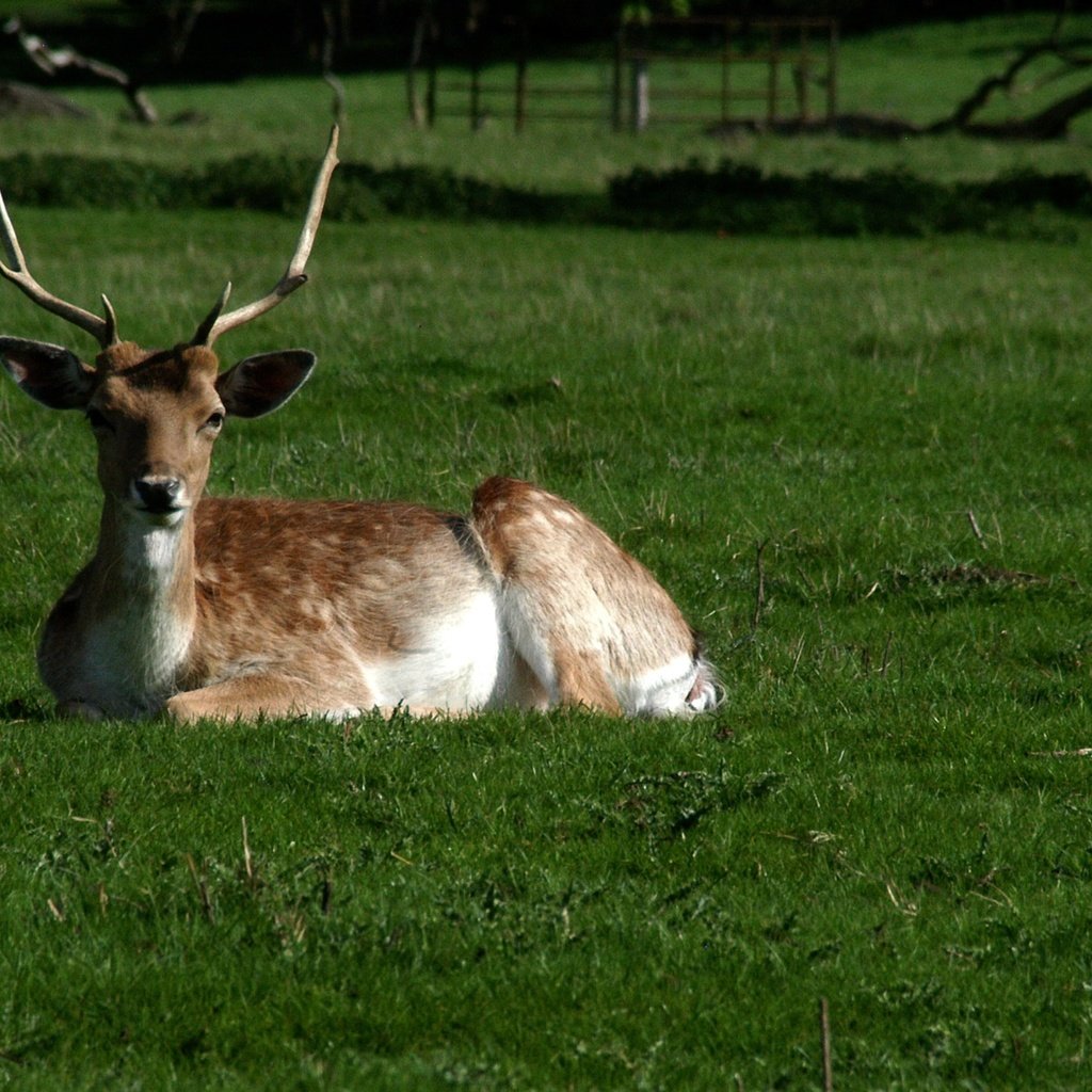 Обои трава, олень, парк, рога, белохвостый олень, grass, deer, park, horns, white-tailed deer разрешение 1920x1335 Загрузить