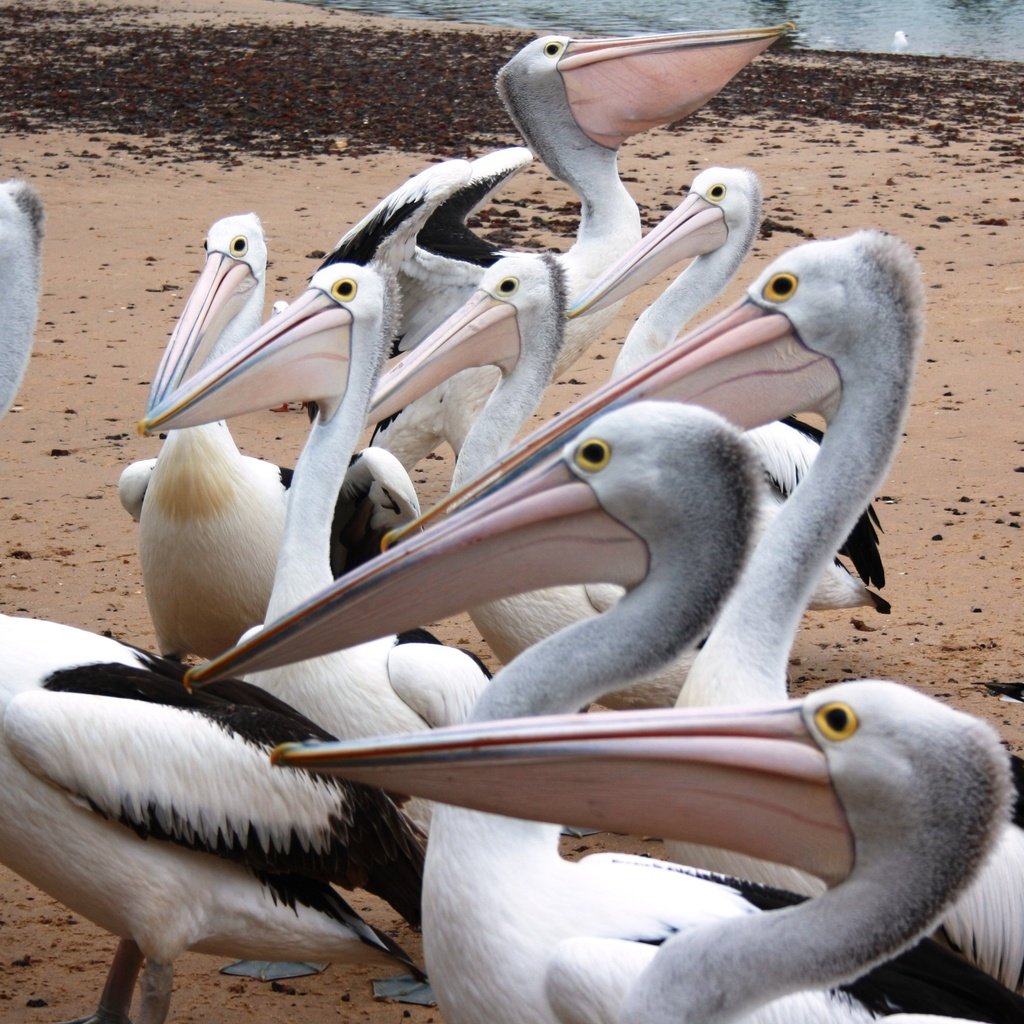 Обои пеликаны, pelicans разрешение 3888x2134 Загрузить