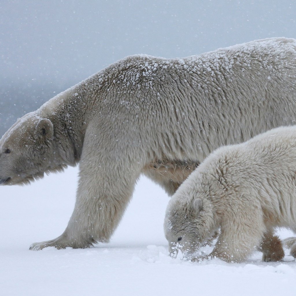 Обои снег, природа, полярный медведь, медведи, белый медведь, детеныш, медвежонок, арктика, медведица, snow, nature, polar bear, bears, cub, bear, arctic разрешение 3000x1688 Загрузить
