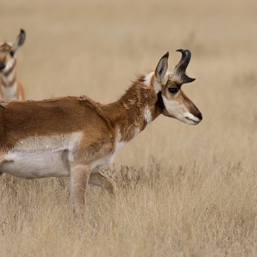 Обои трава, природа, рога, антилопа, вилорог, grass, nature, horns, antelope, pronghorn разрешение 2048x1152 Загрузить